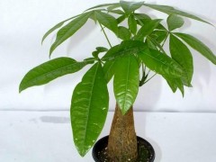 適合領(lǐng)導(dǎo)辦公室綠植 辦公室適合放什么綠植